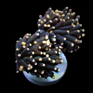 Euphyllia Glabrescens (Orange-Pink tip) Torch