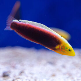 Halichoeres Iridis, Rainbow wrasse