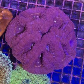 Homophyllia Bowerbanki Purple ULTRA (a.k.a. Acanthastrea Bowerbanki)