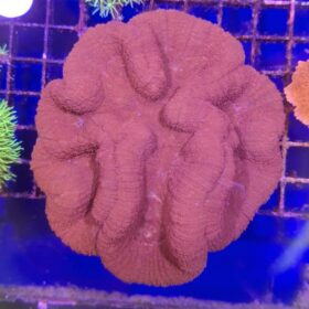 Homophyllia Bowerbanki Red ULTRA