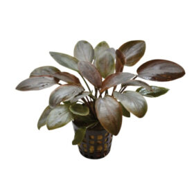 Lagenandra Red Pot