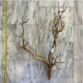 Mojave Wood 4