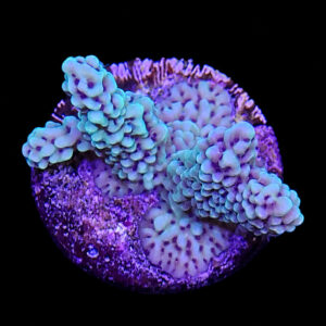 Montipora Capitata
