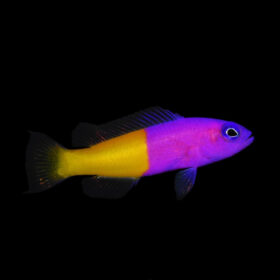Pictichromis Paccagnellae, Royal dottyback