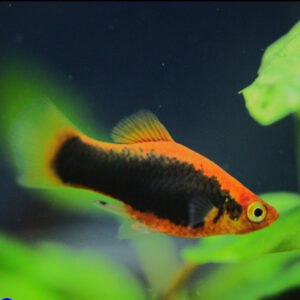 Platy Orange Tuxedo