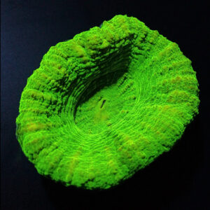 Scolymia Australis Green