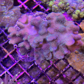 Stylophora Pistillata