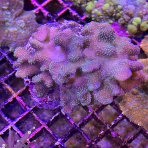 Stylophora Pistillata