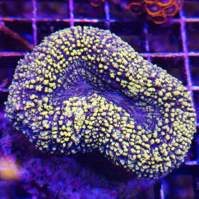 Symphyllia Yellow