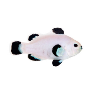 Amphiprion Ocellaris Snow Storm, Clown Anemonefish