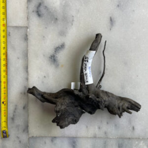 Black Moor Wood Small 15