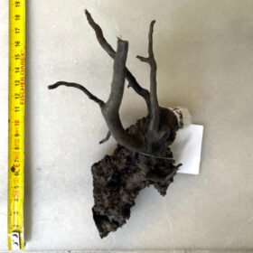 Black Moor Wood Small 22