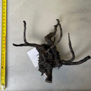Black Moor Wood Small 25