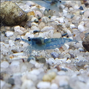 Blue Pearl Shrimp