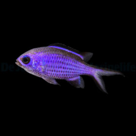 Chromis Cyanea, Blue reef Chromis