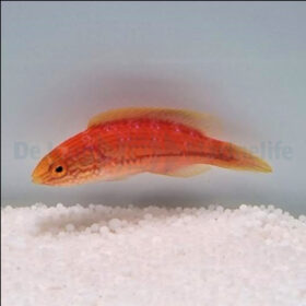 Cirrhilabrus Isosceles (female)