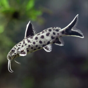Dwarf Cuckoo Catfish, Synodontis Petricola