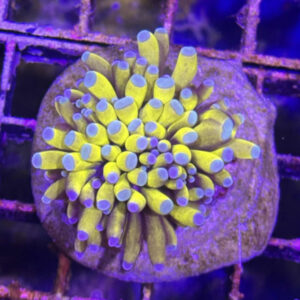 Euphyllia Cristata 24Κ