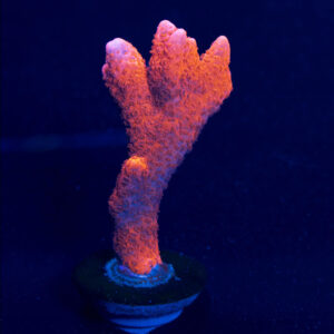 Montipora Digitata Frag