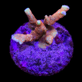 Montipora Forest Fire