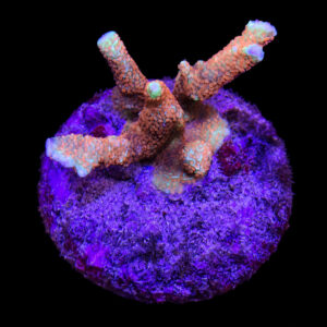 Montipora Forest Fire
