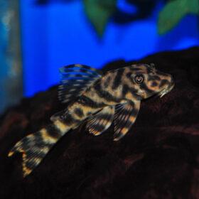 Plecostomus Candy Stripped L015