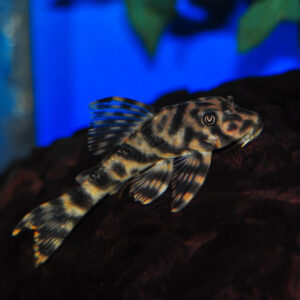 Plecostomus Candy Stripped L015