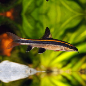 Siamese Algae Eater Red Large