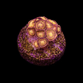 Zoanthus sp. Gold Eye