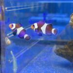 Amphiprion Ocellaris Darwin ζευγάρι