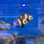 Amphiprion Ocellaris Darwin ζευγάρι