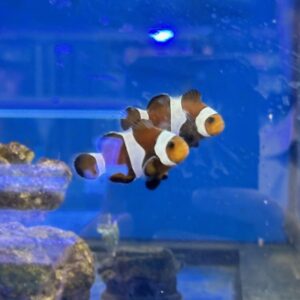 Amphiprion Ocellaris Darwin ζευγάρι
