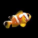 Amphiprion Bicinctus (Spotcinctus)