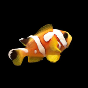 Amphiprion Bicinctus (Spotcinctus)