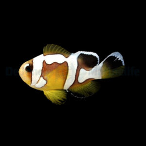 Amphiprion Bicinctus (Spotcinctus)