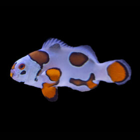 Amphiprion Ocellaris Orange Storm