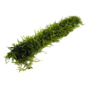 Bamboo Stick with Java Moss 20cm