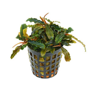 Bucephalandra Biblis Pot