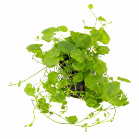 Cardamine Lyrata pot
