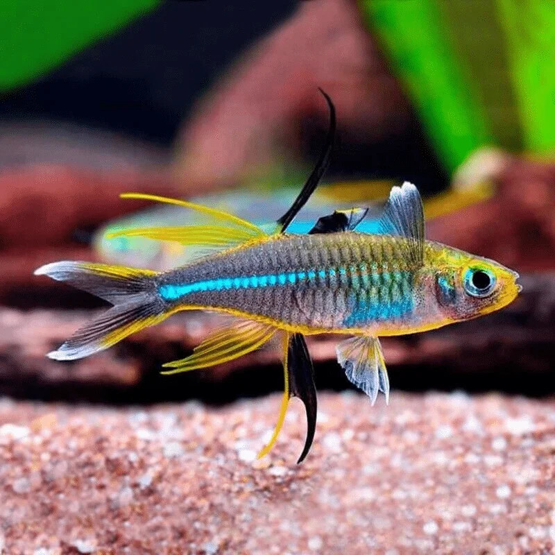 Celebes Rainbowfish aberaquatic Celebes Rainbowfish