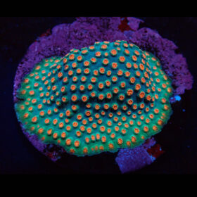 Cyphastrea (Jingle Bells)