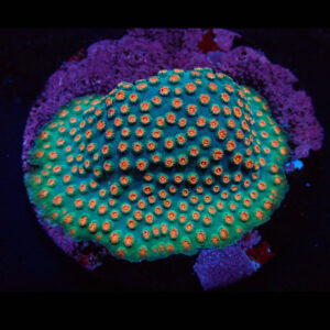 Cyphastrea (Jingle Bells)