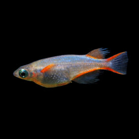 Daisy's Ricefish