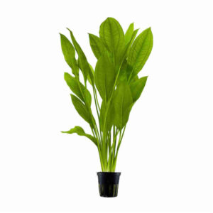 Echinodorus Paniculatus (Amazon Sword)