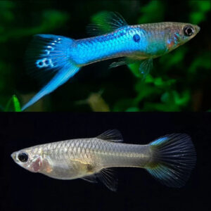 Endler's Guppy Japan Blue