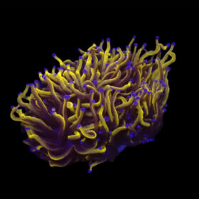 Euphyllia Glabrescens Gold Torch GRADE A
