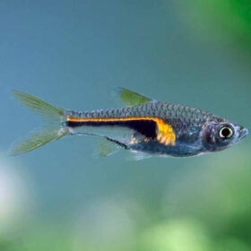 Hengeli Rasbora