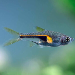 Hengeli Rasbora