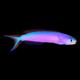 Hoplolatilus Purpureus, Purple tilefish