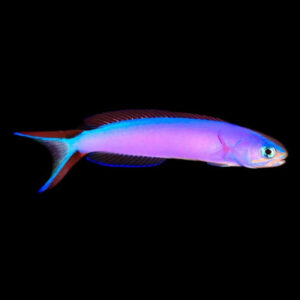Hoplolatilus Purpureus, Purple tilefish